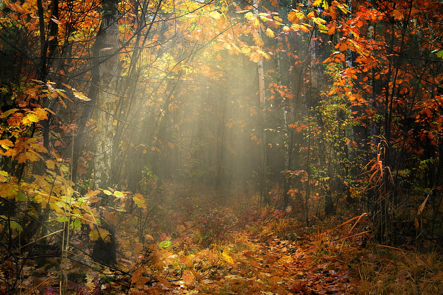 Misty Autumn Forest Path With Golden Sunbeams And Colorful Foliage