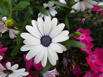 Close-up of white African daisy with pink flowers