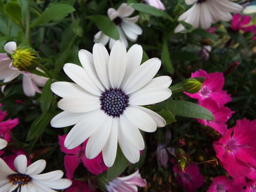 Close-up of white African daisy with pink flowers