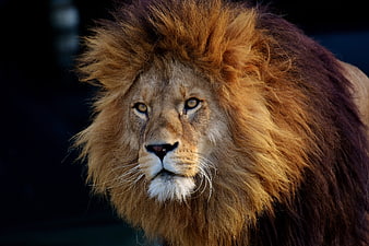 Majestic male lion portrait with golden mane against dark background