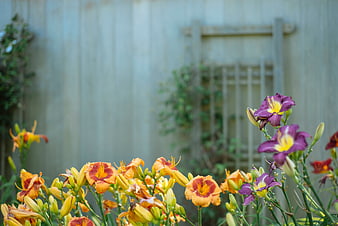 Vibrant orange and purple daylilies in a garden