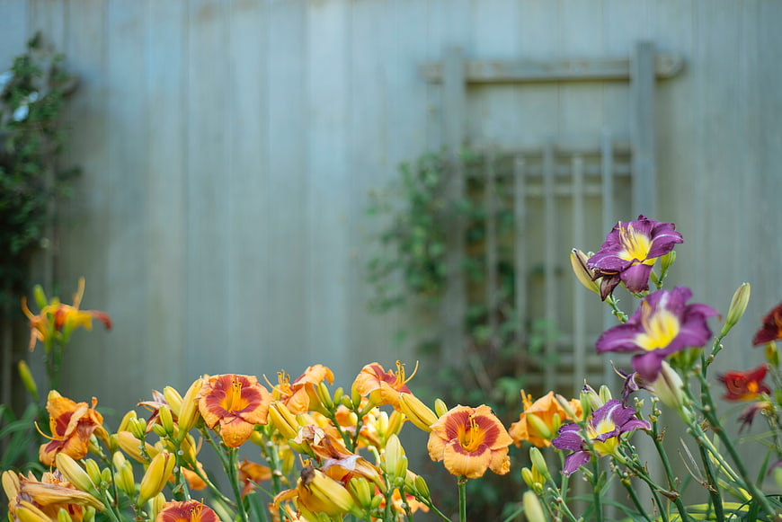Vibrant orange and purple daylilies in a garden