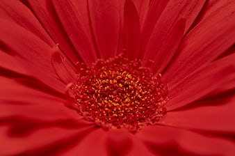 Macro Close-Up of Vibrant Red Gerbera Daisy Center