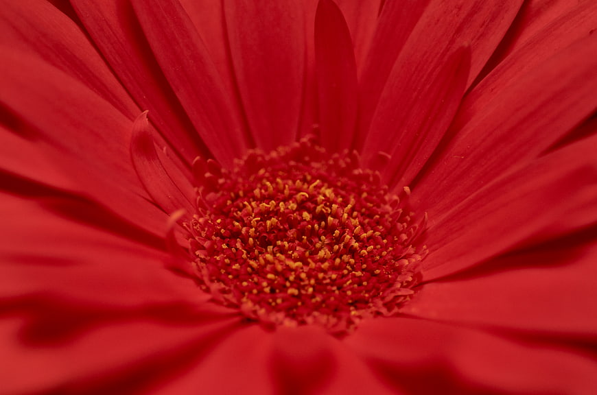 Macro Close-Up of Vibrant Red Gerbera Daisy Center