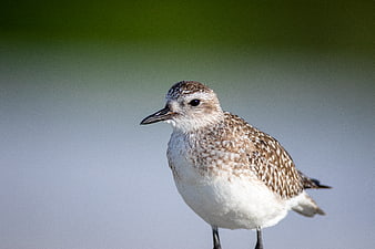 Close-up of a Black-bellied Plover Standing in Nature