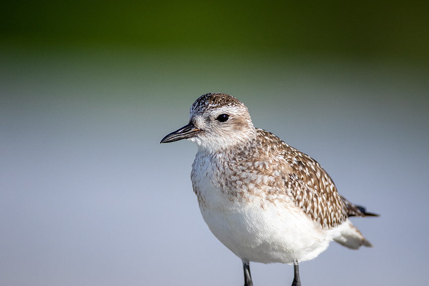 Close-up of a Black-bellied Plover Standing in Nature
