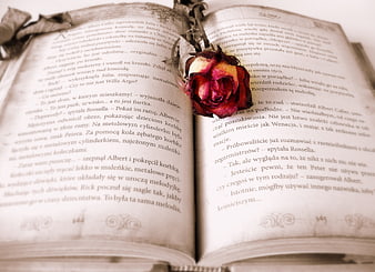 Dried rose on open book pages with Polish text