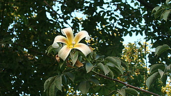 Yellow and White Flower Blooming on Tree Branch