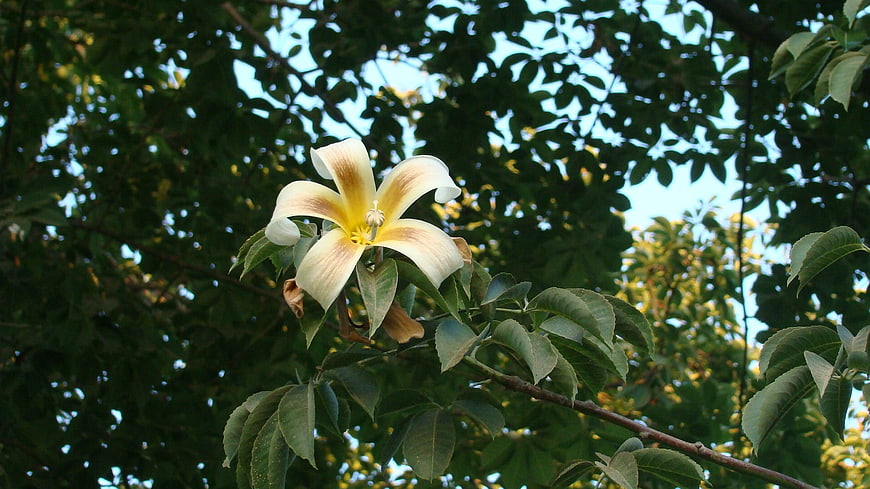 Yellow and White Flower Blooming on Tree Branch