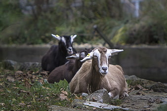 Three Goats Resting on Rocks in a Natural Park Setting