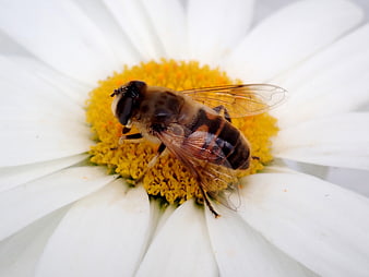 Close-up of a hoverfly on a white daisy flower