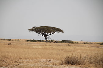 Lone Acacia Tree in Dry African Savanna Landscape