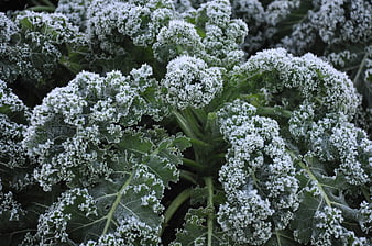 Frost-covered kale leaves in a winter garden