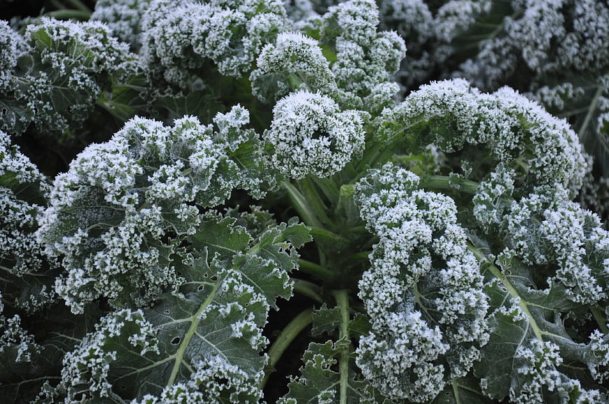 Frost-covered kale leaves in a winter garden