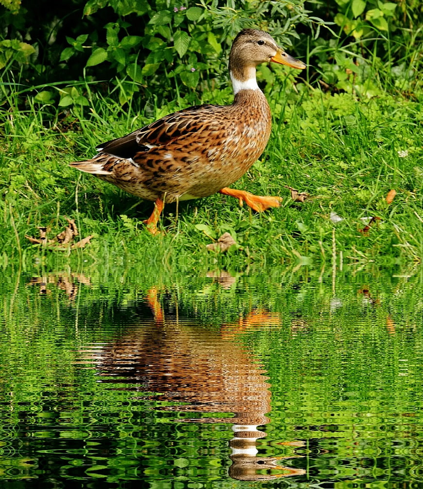 Brown Duck Walking on Grass by Water with Reflection