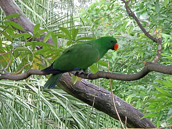 Eclectus Parrot Perched on Tree Branch in Jungle