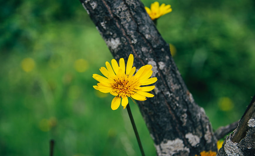 Yellow wildflower blooming near tree trunk in nature
