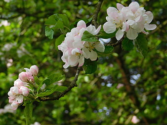 Pink and White Apple Blossoms on a Branch