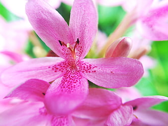 Close-up of vibrant pink flower with speckled petals