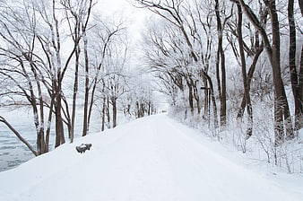 Snowy Winter Path Lined with Frosty Trees