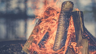 Close-up of burning wood logs in a campfire
