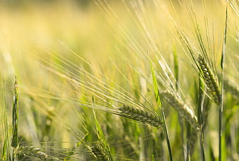 Close-up of green wheat ears in a sunny field