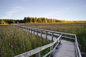 Wooden boardwalk path through marshland wetlands