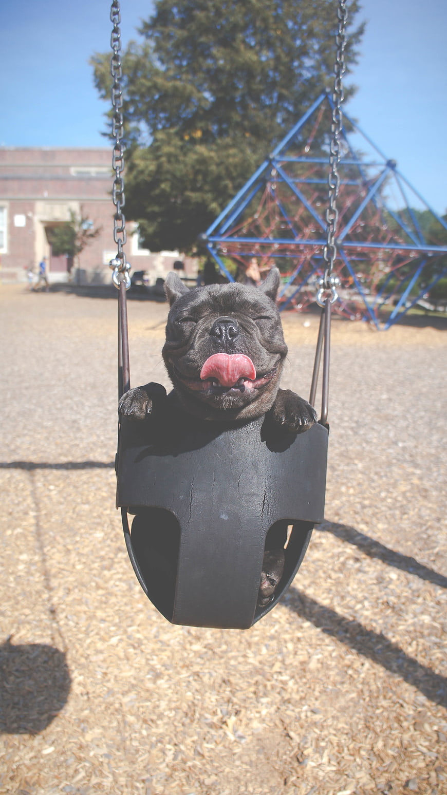 Happy French Bulldog Puppy Sitting in Playground Swing