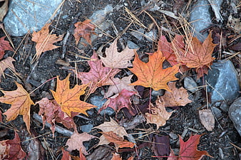 Fallen Autumn Maple Leaves on Forest Floor
