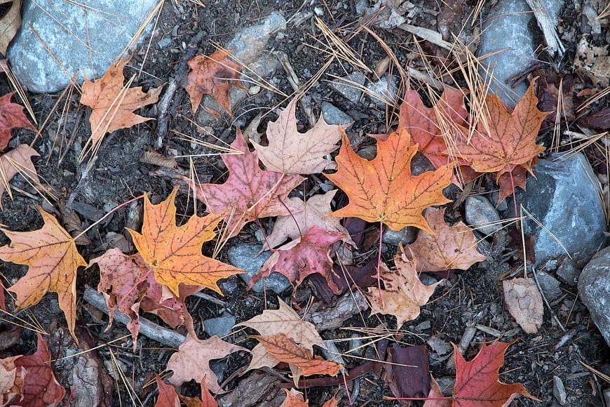Fallen Autumn Maple Leaves on Forest Floor