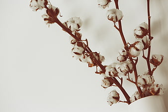 Dried Cotton Stems in White Vase with Copyspace