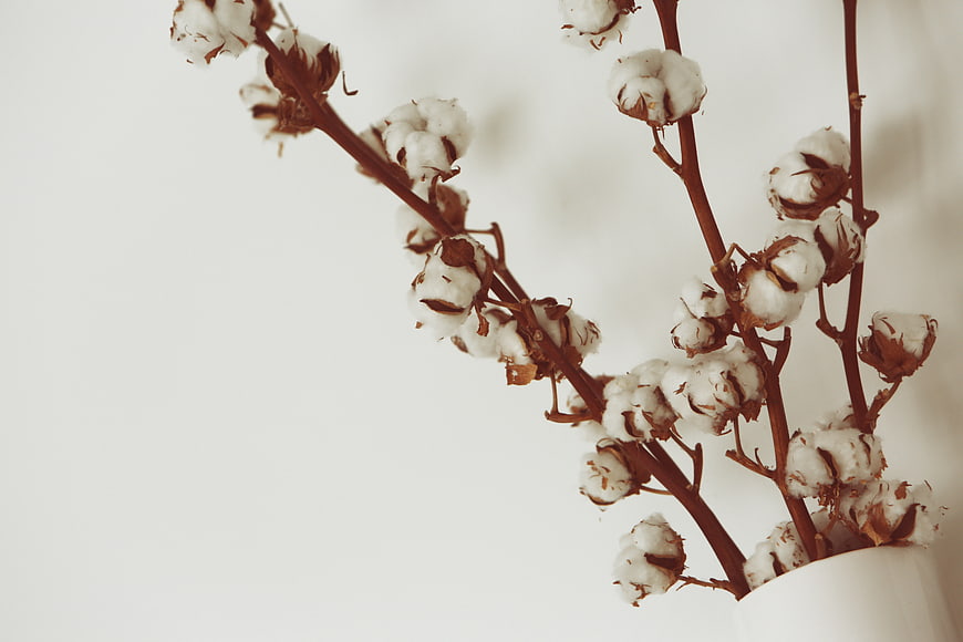 Dried Cotton Stems in White Vase with Copyspace