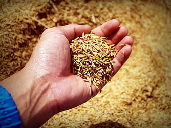 Hand holding harvested golden rice grains in palm