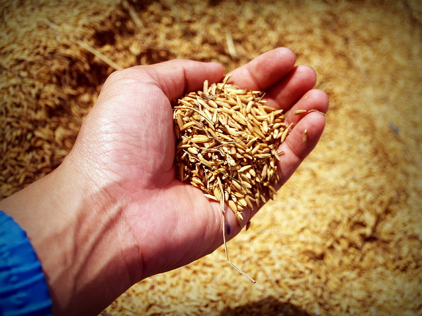 Hand holding harvested golden rice grains in palm