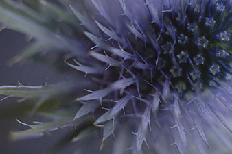 Macro Close-Up of Blue Thistle Flower Spikes