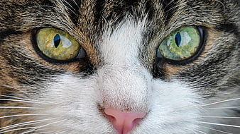 Extreme Close-Up of Tabby Cat Face with Green Eyes
