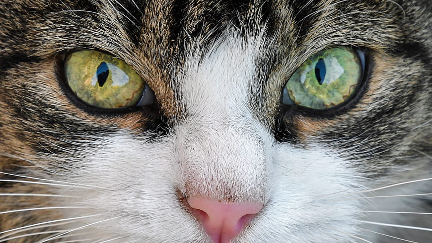 Extreme Close-Up of Tabby Cat Face with Green Eyes
