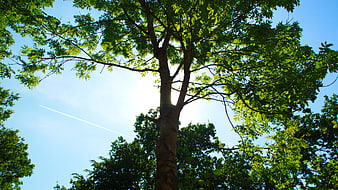 Low angle view of a tall tree trunk against a bright blue sky