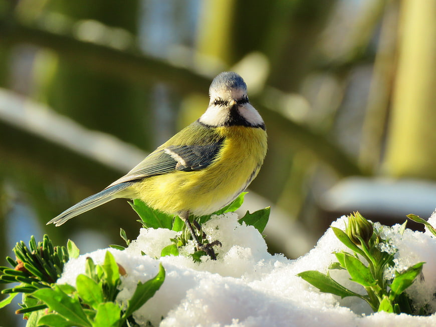 Blue Tit Perched on Snowy Branch in Winter Sunlight