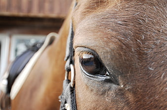 Close-up of a brown horse's eye with bridle