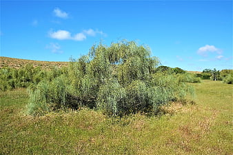 Lush weeping willow tree in a sunny green meadow