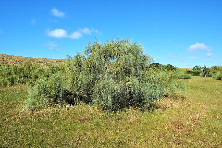 Lush weeping willow tree in a sunny green meadow