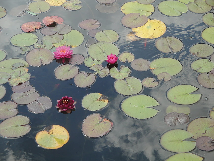 Pink and Red Water Lilies Floating on Pond Surface