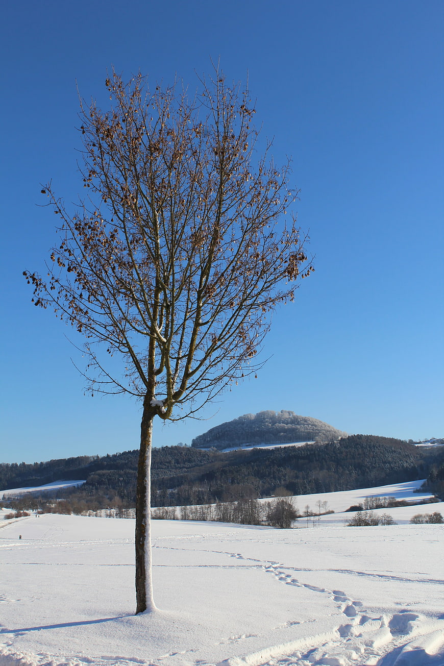 Lone bare tree in snowy winter landscape with blue sky