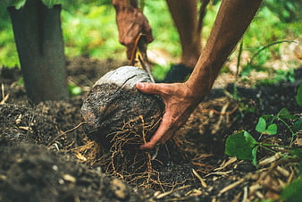 Hands planting coconut seedling in soil