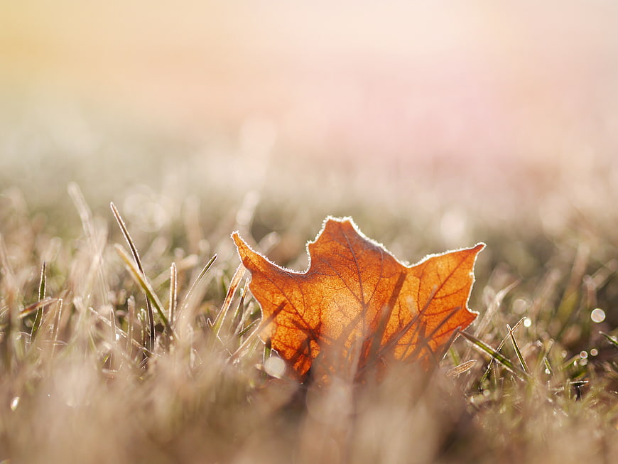Frosty Autumn Leaf on Grass in Morning Sunlight
