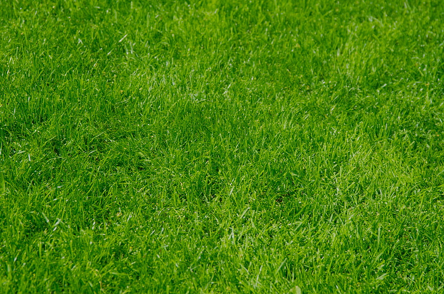 Vibrant Green Grass Lawn Texture Background