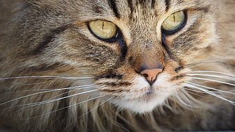Close-up portrait of a brown tabby cat with green eyes