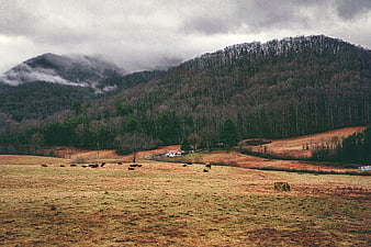 Misty mountain landscape with grazing cattle in rural field