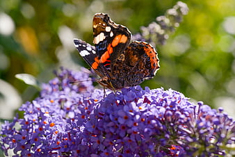 Red Admiral Butterfly on Purple Butterfly Bush Flower